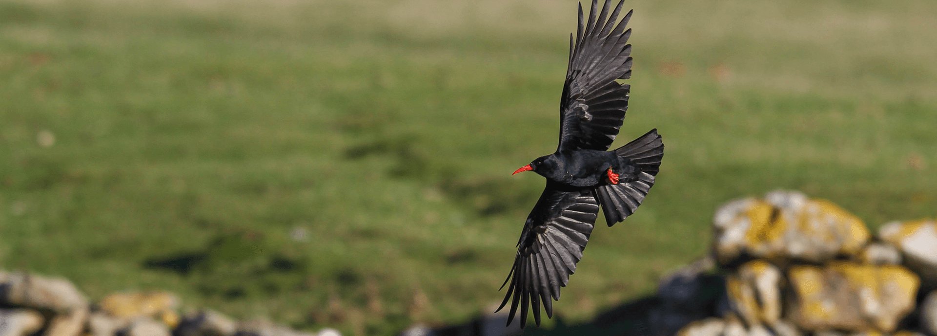 Choughs
