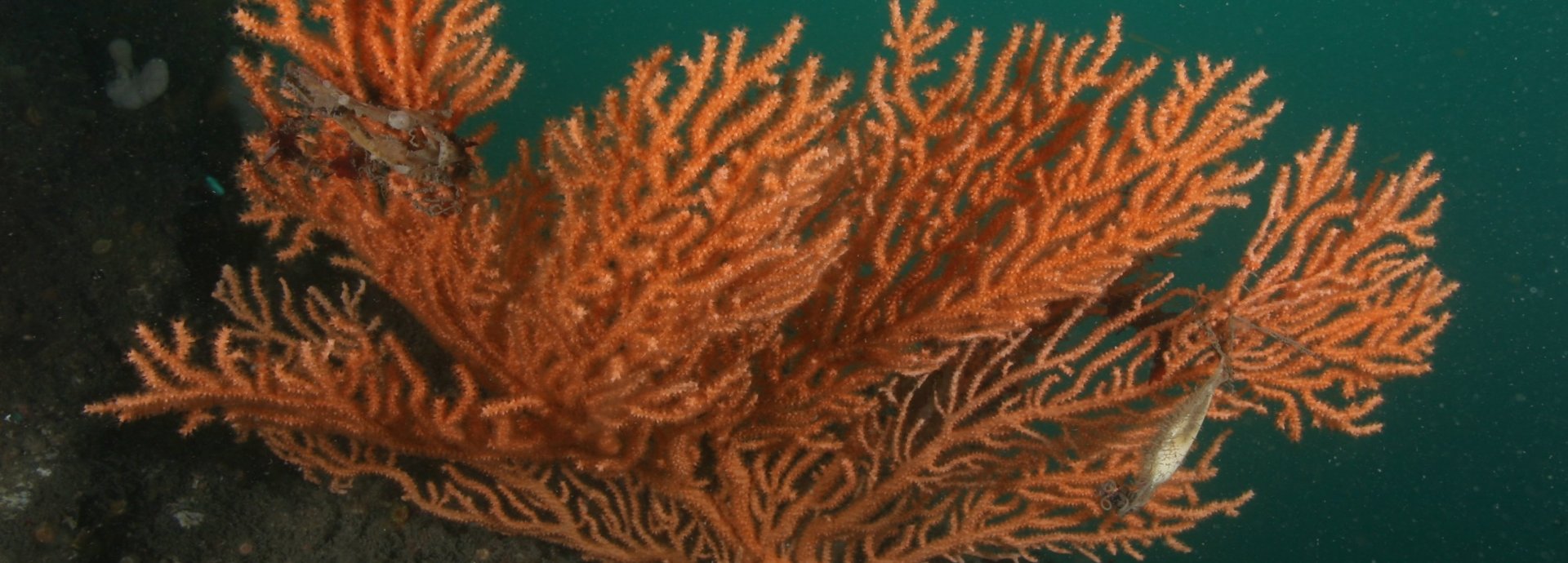 Pink Sea Fan