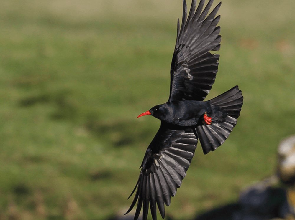 Choughs