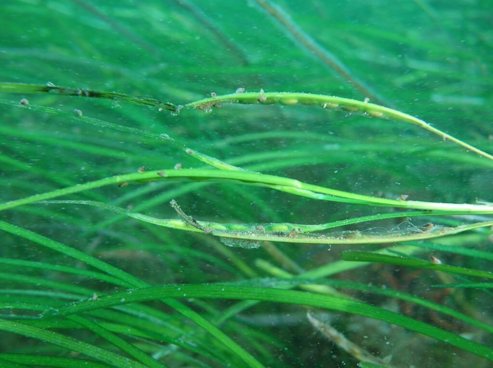 Seagrass