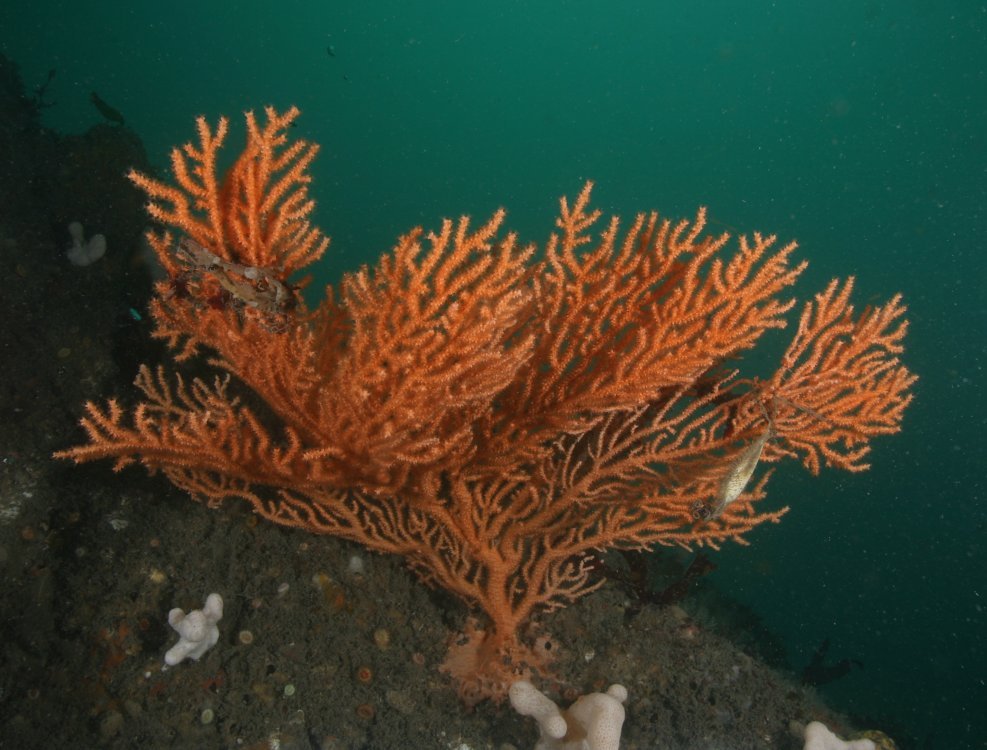 Pink Sea Fan