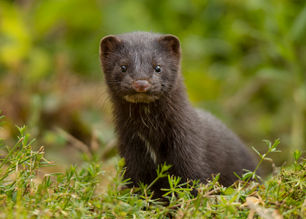 Rhywogaethau Ymledol