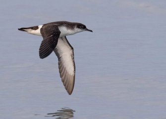 Cofnodi Bywyd Gwyllt